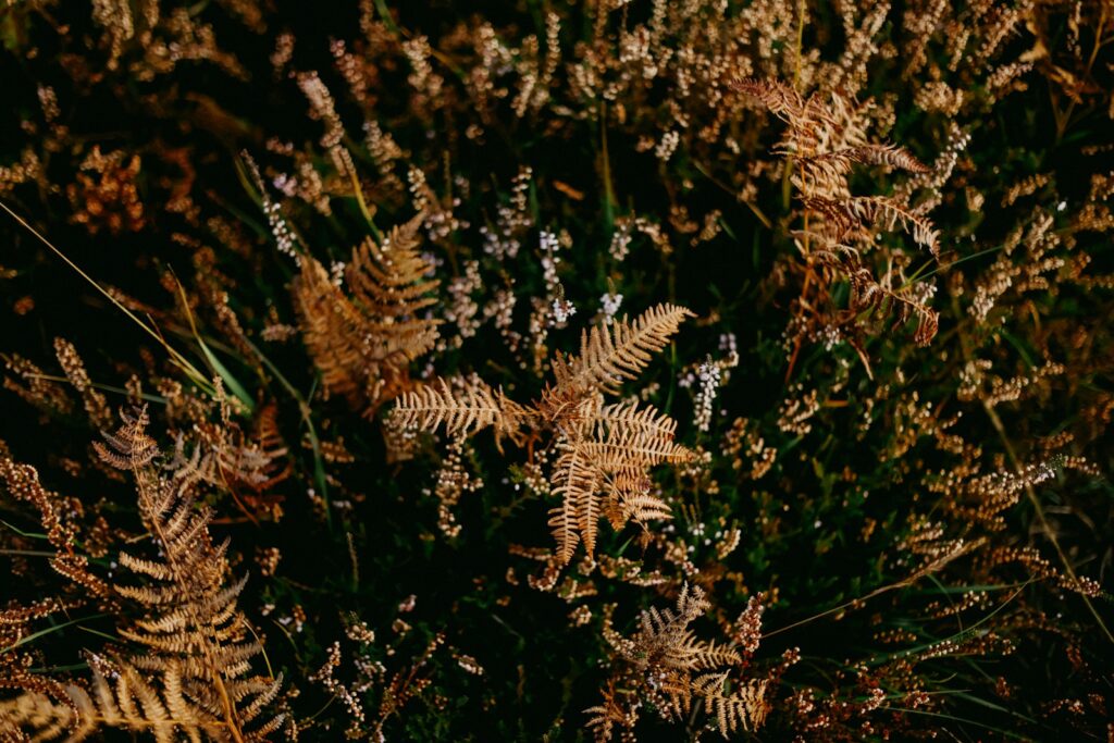 A bunch of plants that are in the grass